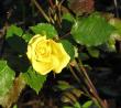 tn_gallery_387_1505_14081.jpg
