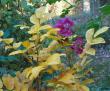 tn_gallery_387_1505_27107.jpg
