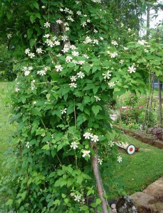 gallery_12879_1508_113654.jpg