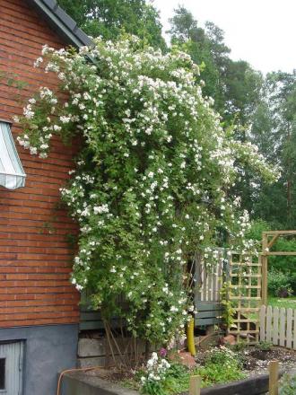 gallery_12879_1508_98455.jpg