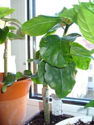 gallery_10231_831_62729.jpg