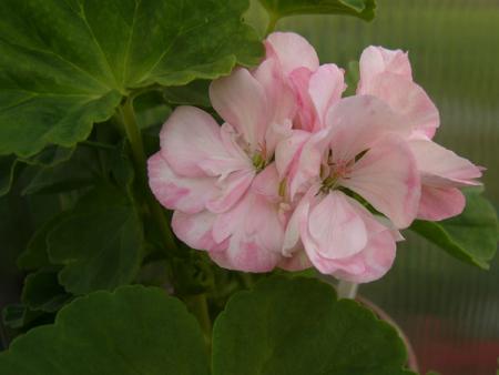 gallery_13073_1510_14054.jpg