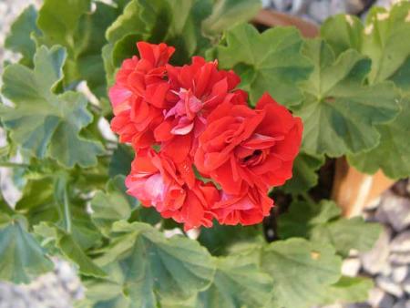 gallery_13073_1510_24707.jpg