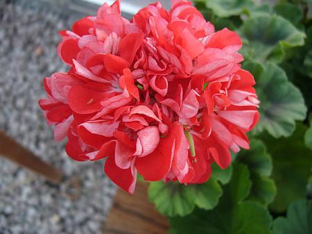 gallery_13073_1510_24976.jpg