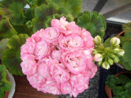 gallery_13073_1510_45073.jpg