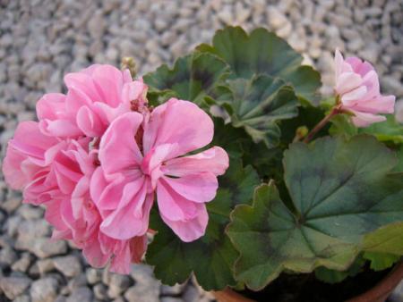 gallery_13073_1510_45314.jpg