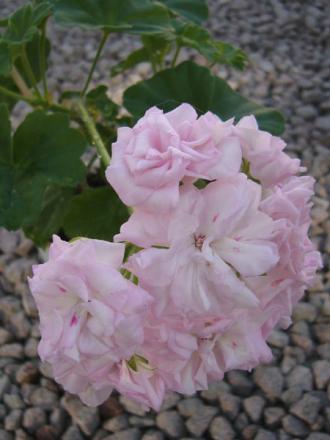 gallery_13073_1510_45996.jpg