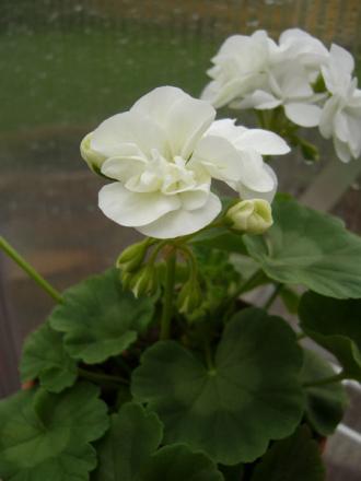 gallery_13073_1511_16037.jpg