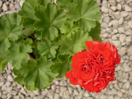 gallery_13073_1511_43596.jpg