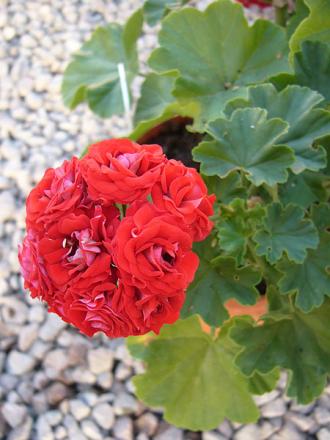 gallery_13073_1511_66423.jpg