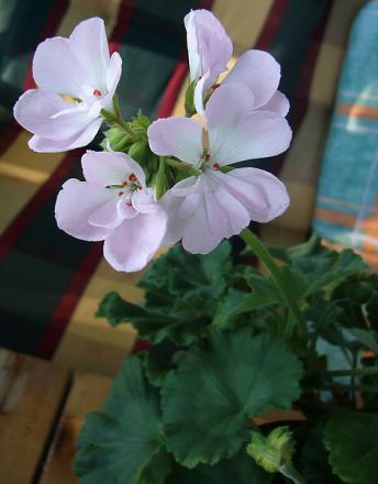 gallery_13073_1512_4325.jpg
