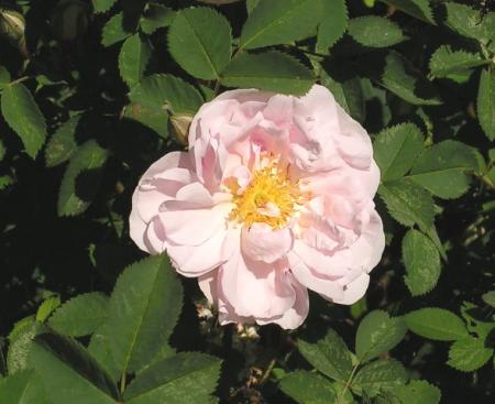 gallery_387_1509_28266.jpg