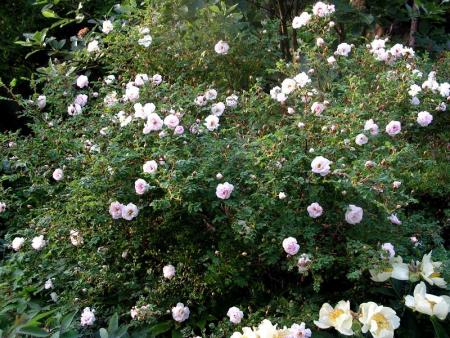 gallery_387_1509_38504.jpg