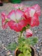 tn_gallery_13073_1511_18631.jpg