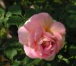 tn_gallery_387_1509_43695.jpg