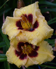 gallery_7131_1370_17009.jpg