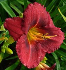 gallery_7131_1370_3168.jpg