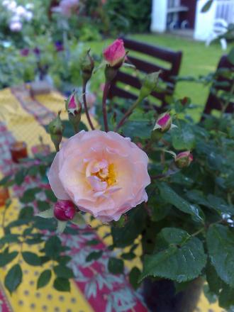 gallery_12729_1195_210786.jpg