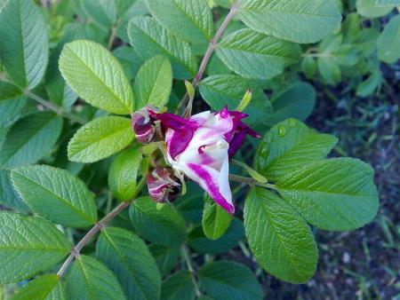 gallery_12729_1195_58565.jpg
