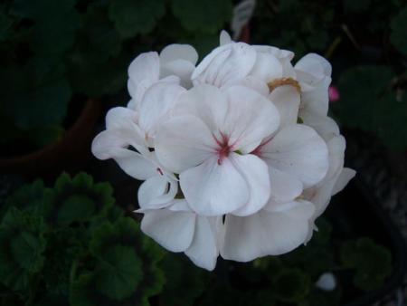 gallery_13073_1512_16067.jpg