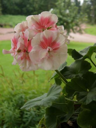 gallery_13073_1512_31133.jpg