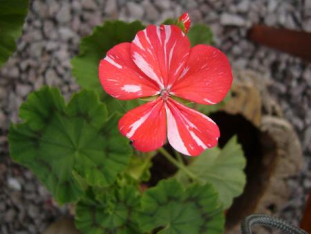 gallery_13073_1512_35254.jpg