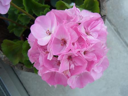gallery_13073_1512_7816.jpg