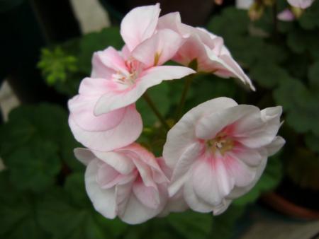 gallery_13006_1400_13807.jpg