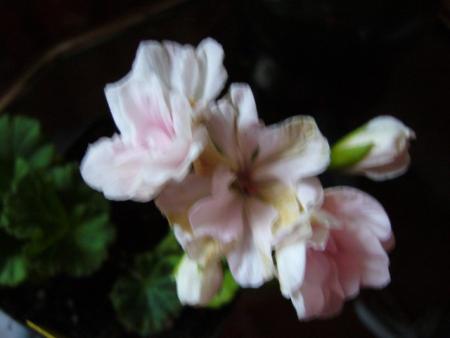 gallery_13006_1400_19881.jpg