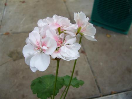 gallery_13006_1400_23097.jpg