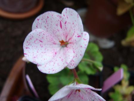 gallery_13006_1400_25706.jpg