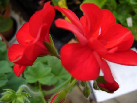gallery_13006_1400_32788.jpg