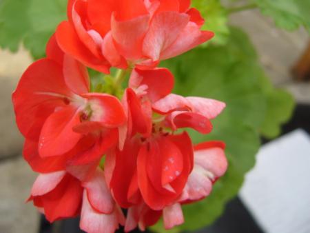 gallery_13006_1400_43393.jpg