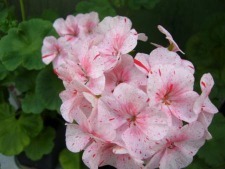 gallery_13006_1400_59001.jpg