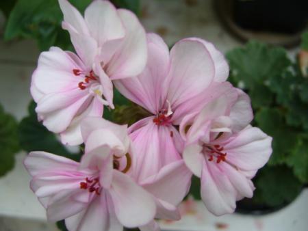 gallery_13006_1400_70746.jpg