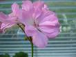 tn_gallery_13006_1400_423.jpg