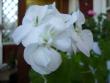 tn_gallery_13006_1400_42668.jpg