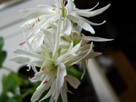 gallery_13006_1400_12470.jpg