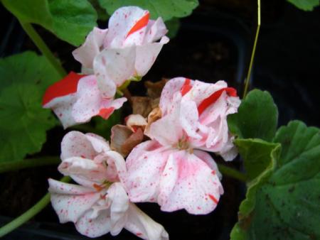 gallery_13006_1400_2863.jpg