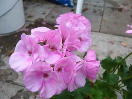 gallery_13006_1400_30166.jpg
