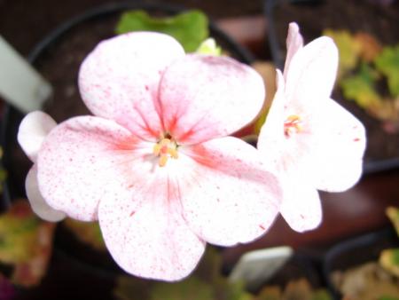 gallery_13006_1400_3179.jpg