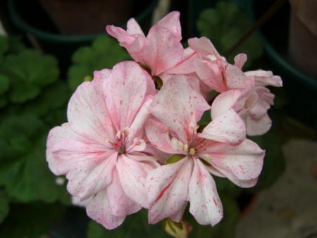 gallery_13006_1400_40481.jpg