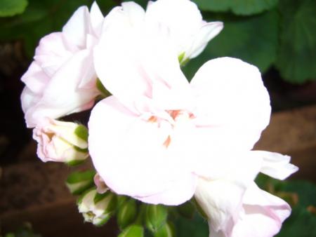 gallery_13006_1400_50492.jpg