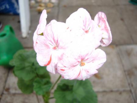 gallery_13006_1400_52306.jpg