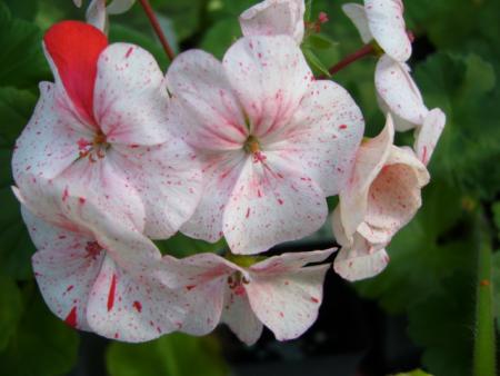 gallery_13006_1400_60175.jpg
