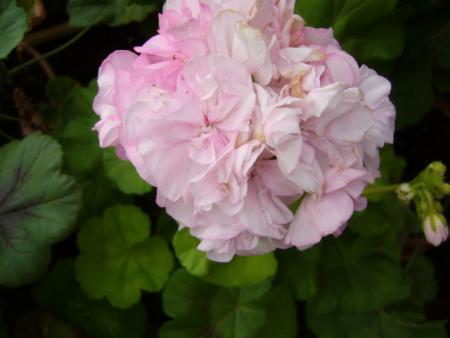 gallery_13006_1400_61358.jpg