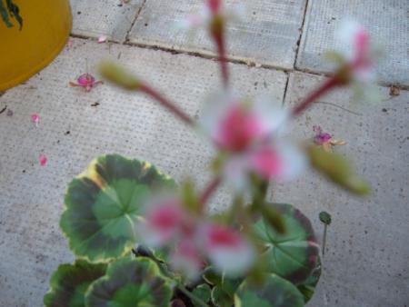 gallery_13006_1400_63358.jpg