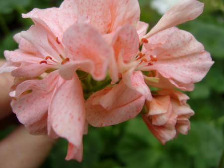 gallery_13006_1400_66743.jpg