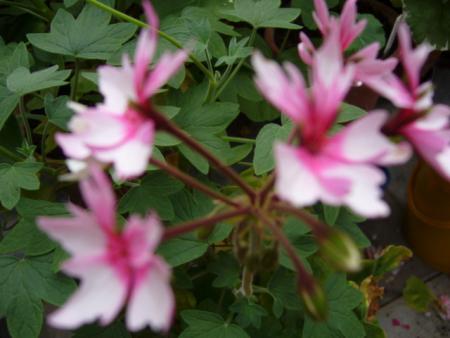 gallery_13006_1400_6824.jpg