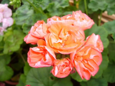 gallery_13006_1400_7327.jpg